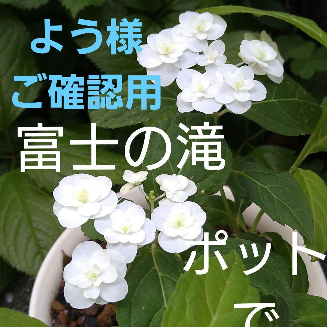 【ようさまご確認用】富士の滝　フジノタキ　苗　ヤマアジサイ　山アジサイ　茶花落葉樹