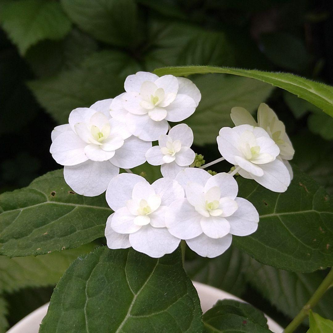 【ようさまご確認用】富士の滝　フジノタキ　苗　ヤマアジサイ　山アジサイ　茶花