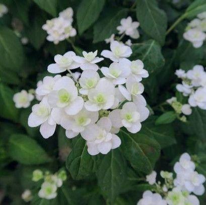 【ようさまご確認用】富士の滝　フジノタキ　苗　ヤマアジサイ　山アジサイ　茶花