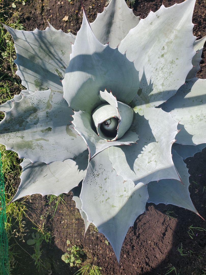オバティフォリア フロスティブルー 大株 観葉植物