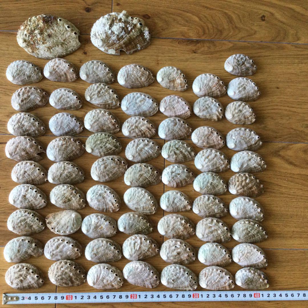 天然貝殻製 箸置き 約50個セット