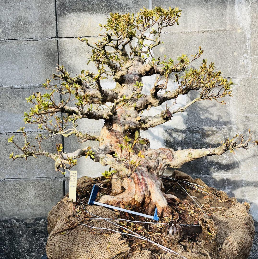 山採り
