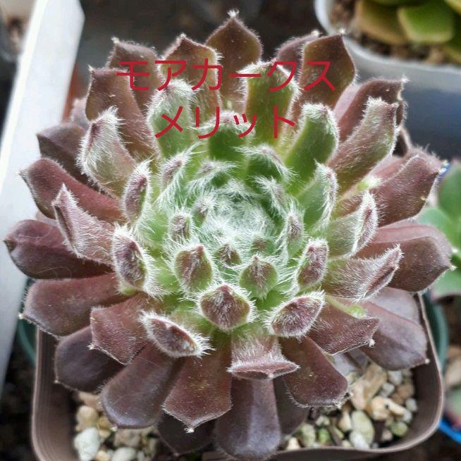 モアカークスメリット センペルビウム 多肉植物 抜き苗 モアカークスメリット センペルビウム 多肉植物 抜き苗