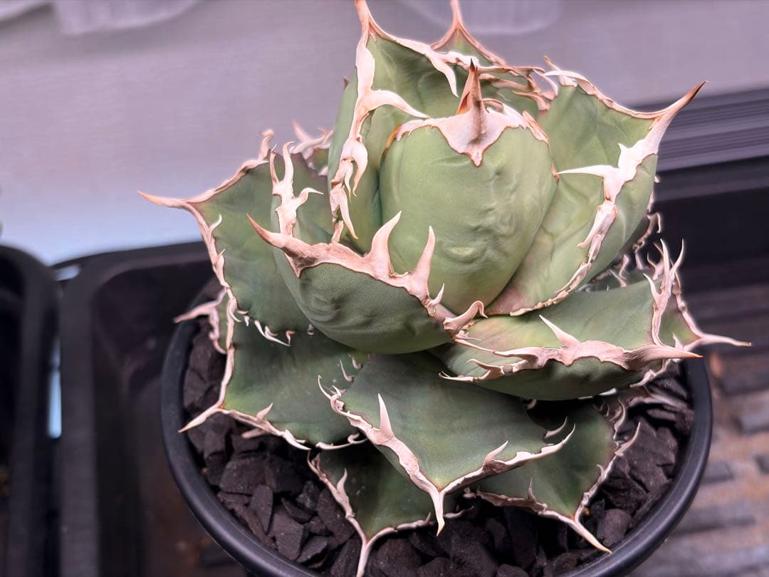 アガベ チタノタ 烈炎 親株 鉢付目立った傷や汚れなし YUZUMIYA_COM