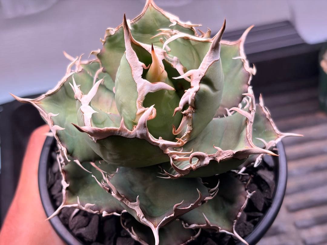 親株 鉢付目立った傷や汚れなし