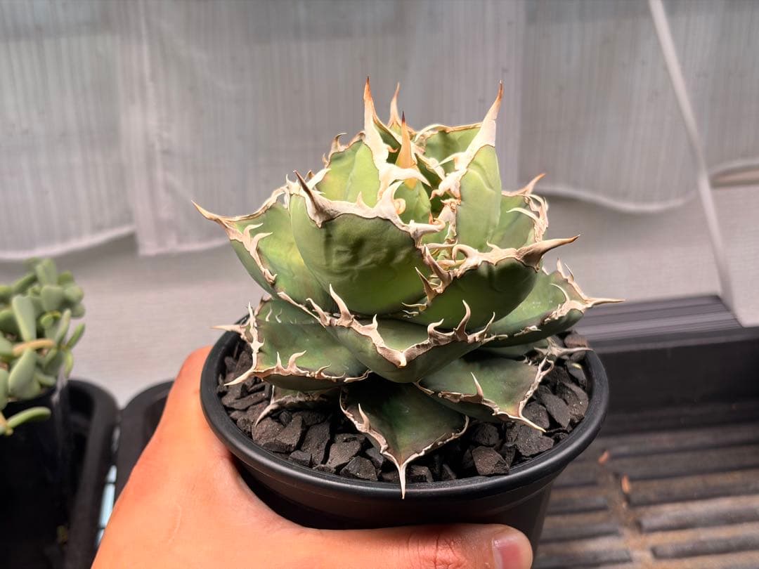 親株 鉢付目立った傷や汚れなし