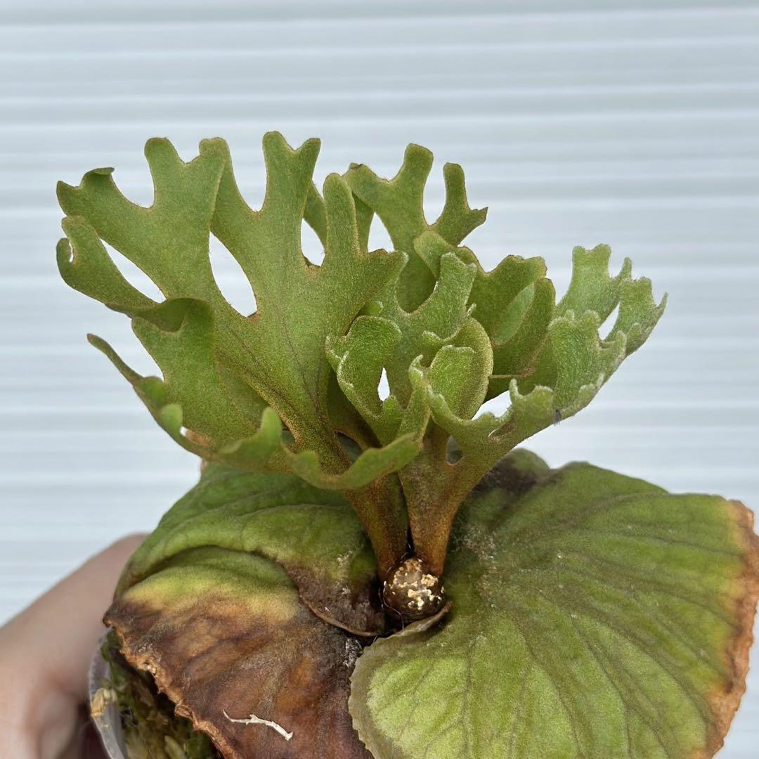 ごん様・メルカリ便！P.ridleyi dwarf silver 423