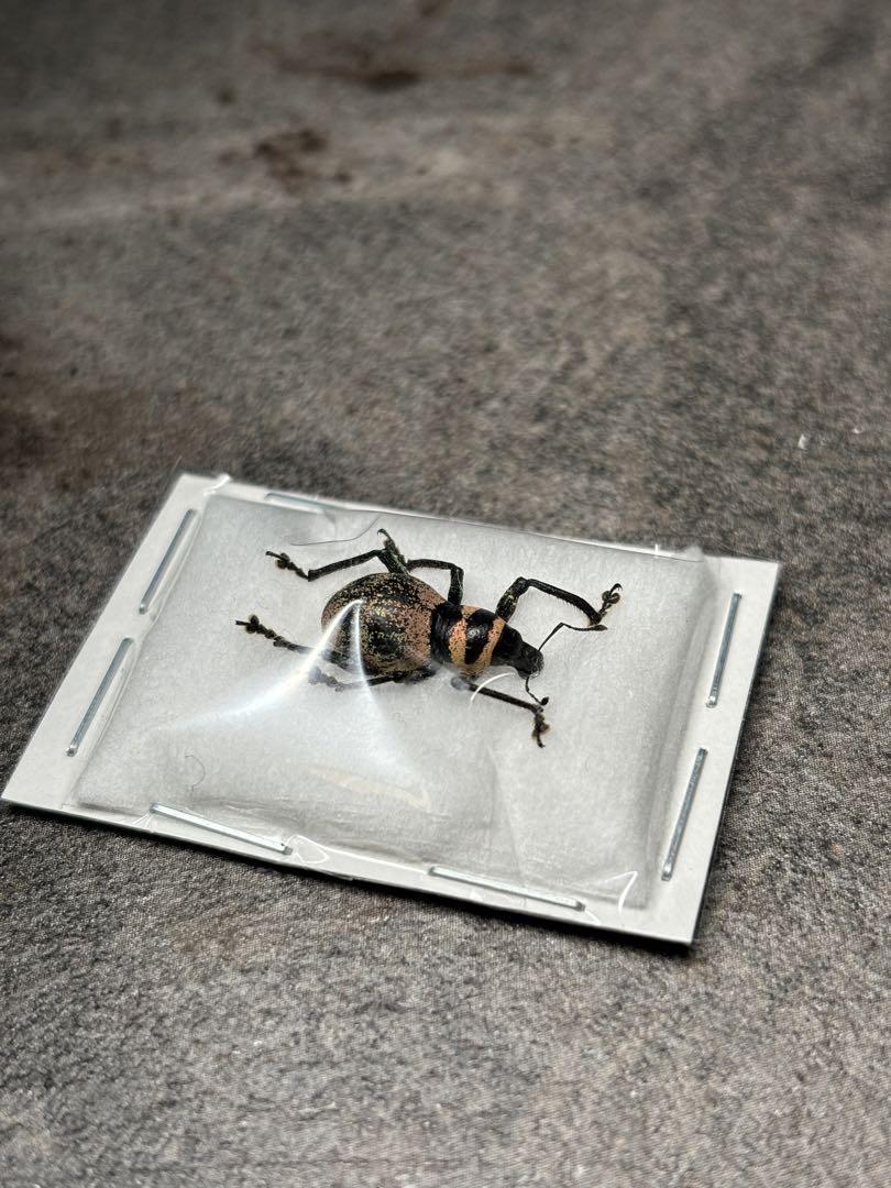珍品　肌色のカタゾウムシ