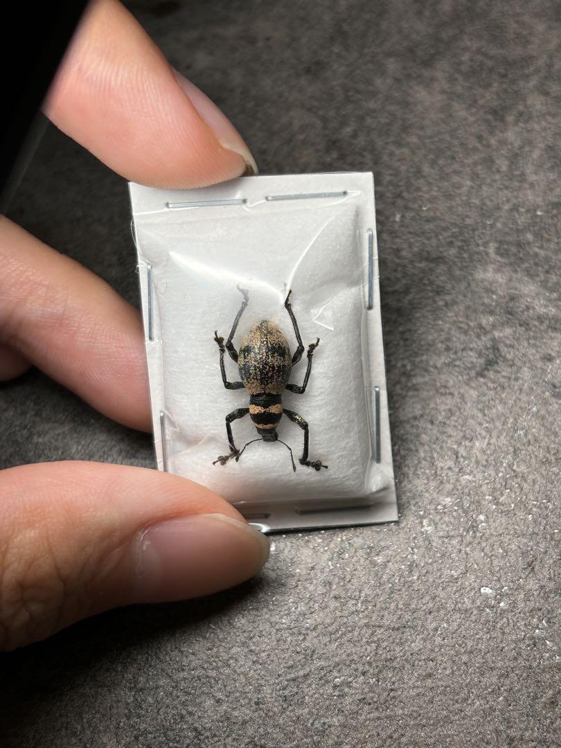 珍品　肌色のカタゾウムシ