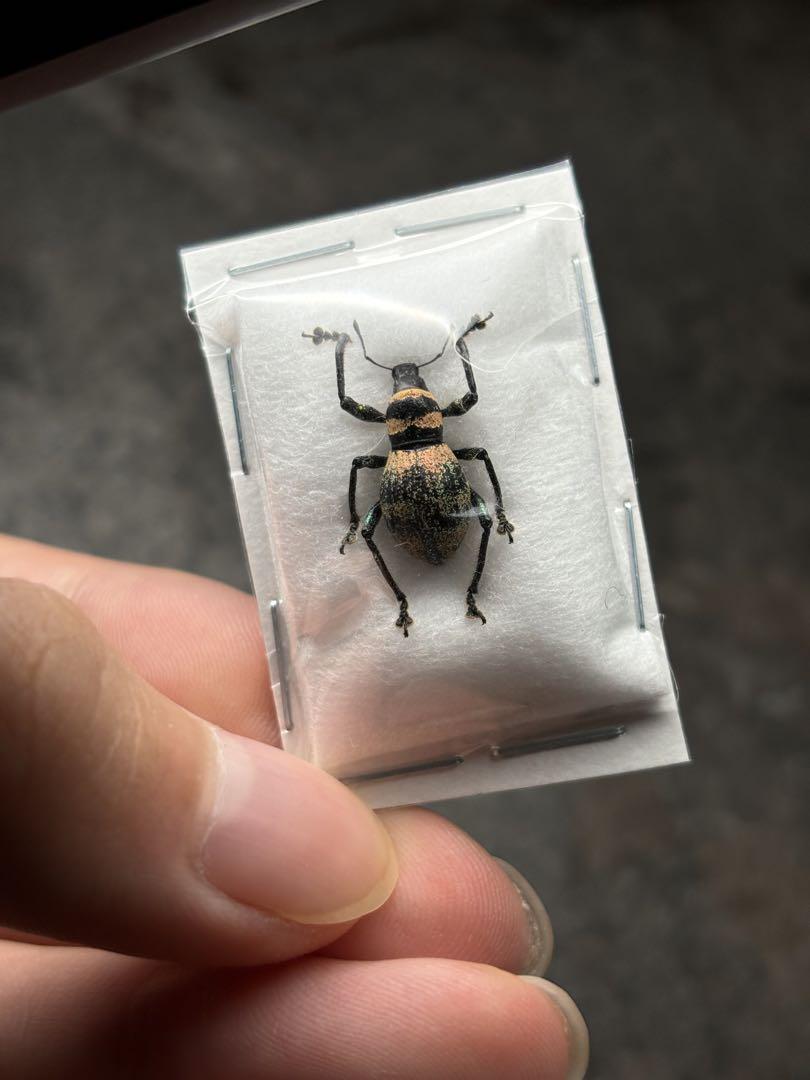 珍品　肌色のカタゾウムシ