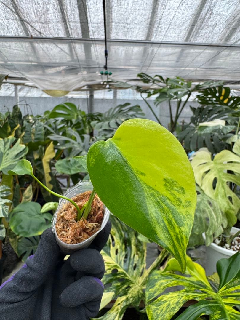 M13 モンステラ　イエローマリリン　2寸ポリポット　組織培養苗順化済