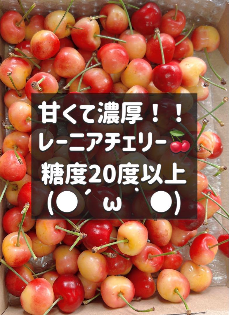 高級レーニアチェリー　さくらんぼ　チェリー　レイニアチェリー