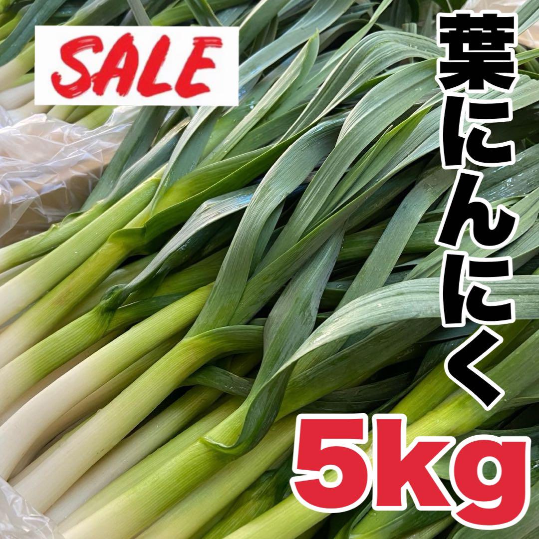【農家直送】高知県特産‼️葉ニンニク 5kg 即購入OK 3