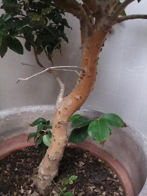 ジャボチカバ 苗10年生