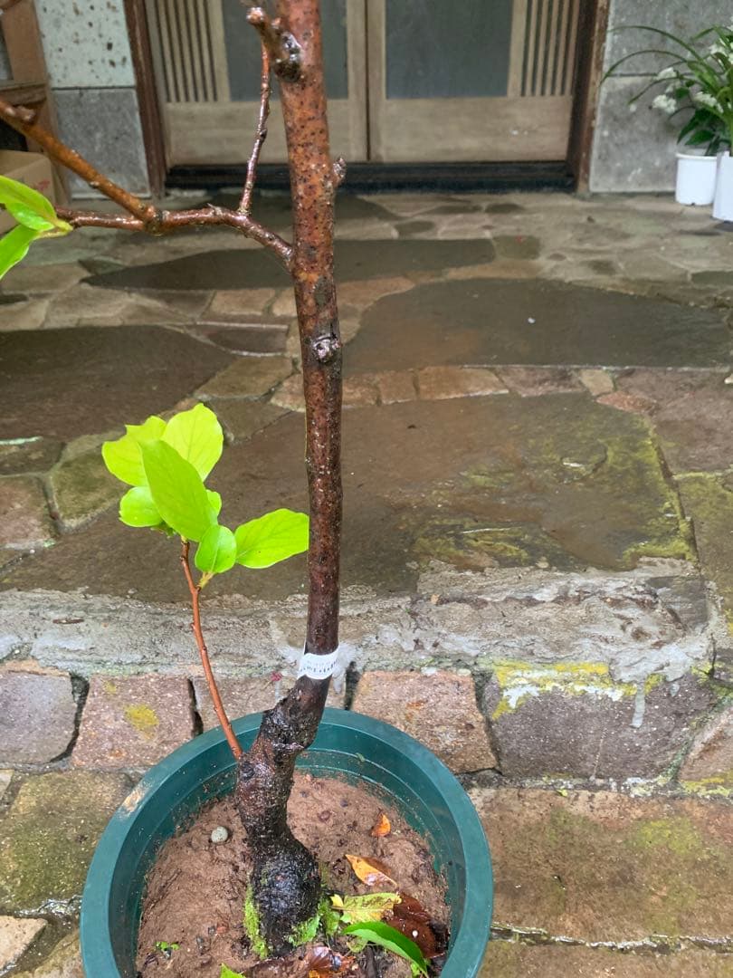 珍しい 黒柿 甘い 果樹苗木 鉢ごと発送 珍しい 黒柿 甘い 果樹苗木 鉢ごと発送 珍しい 黒柿 甘い 果樹