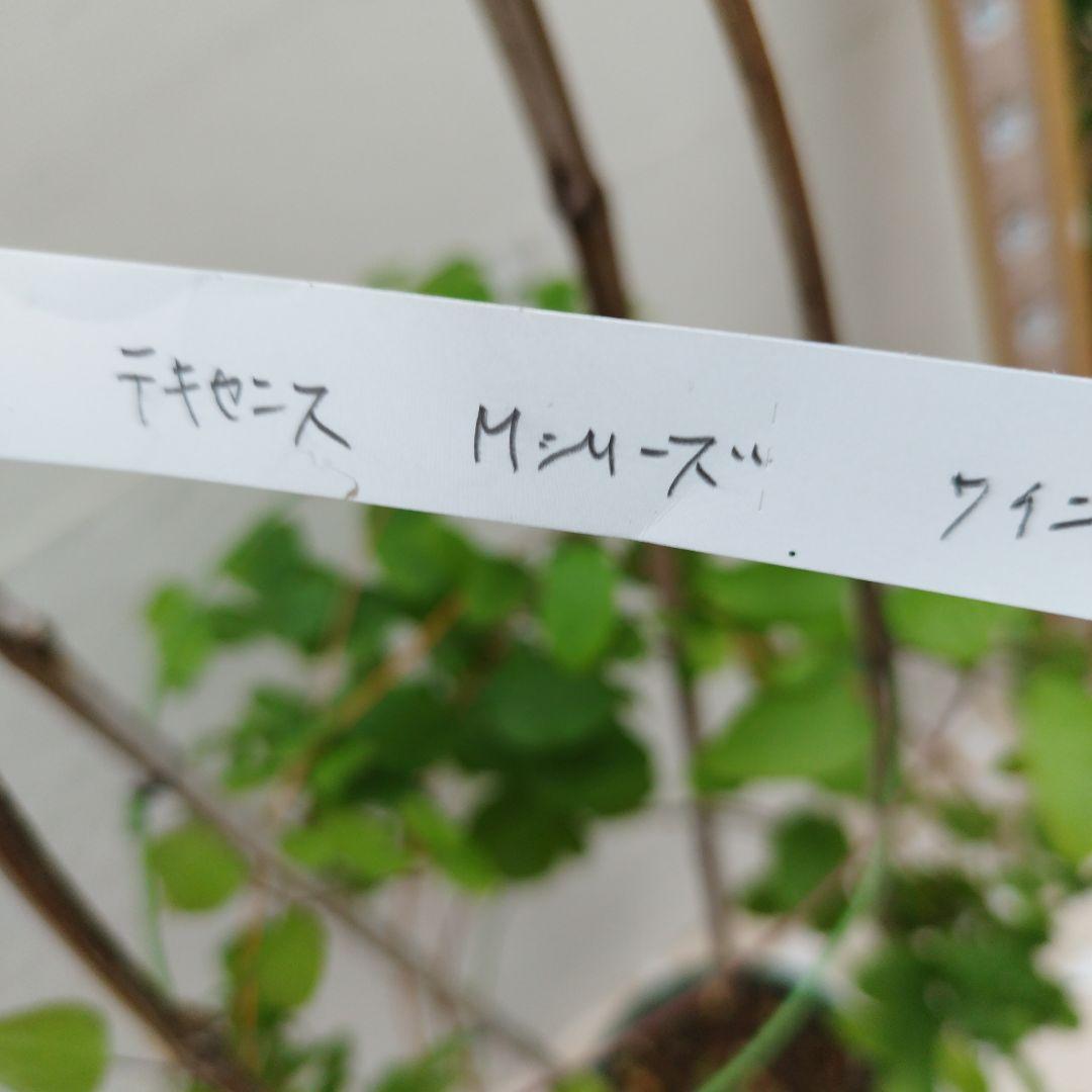 ご確認用　テキセンス　Mシリー　ワイン