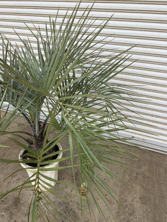 グリーン系安い購入 送料込み ココスヤシ 鉢植え ヤシの木 庭木 庭 ロッ 植物/観葉植物 インテリア・住まい・小物グリーン系¥16,826-jkkniu.edu.bd グリーン系安い購入 送料込み ココスヤシ 鉢植え ヤシの木 庭木 庭 ロッ 植物/観葉植物 インテリア・住まい・小物グリーン系¥16,826-jkkniu.edu.bd