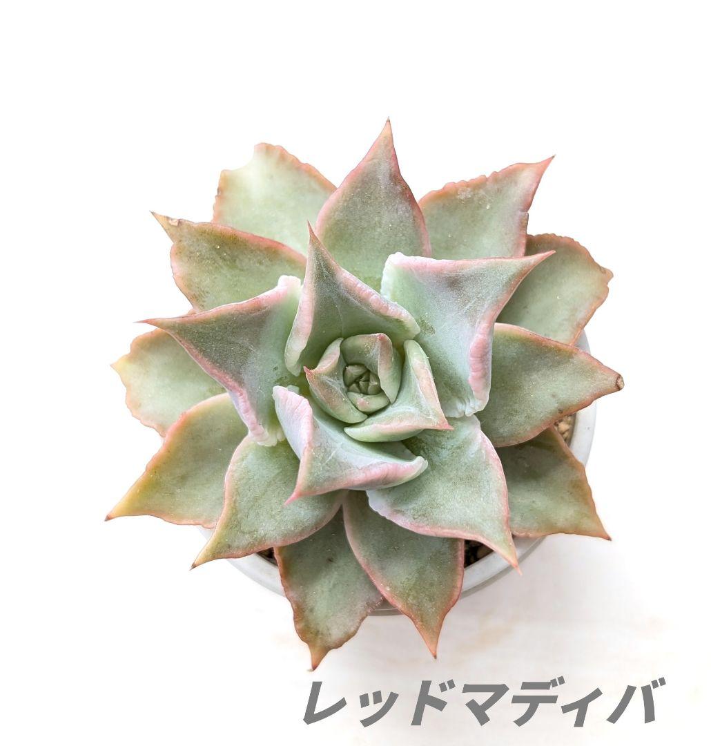 helbzeit様 リクエスト 4点 まとめ商品