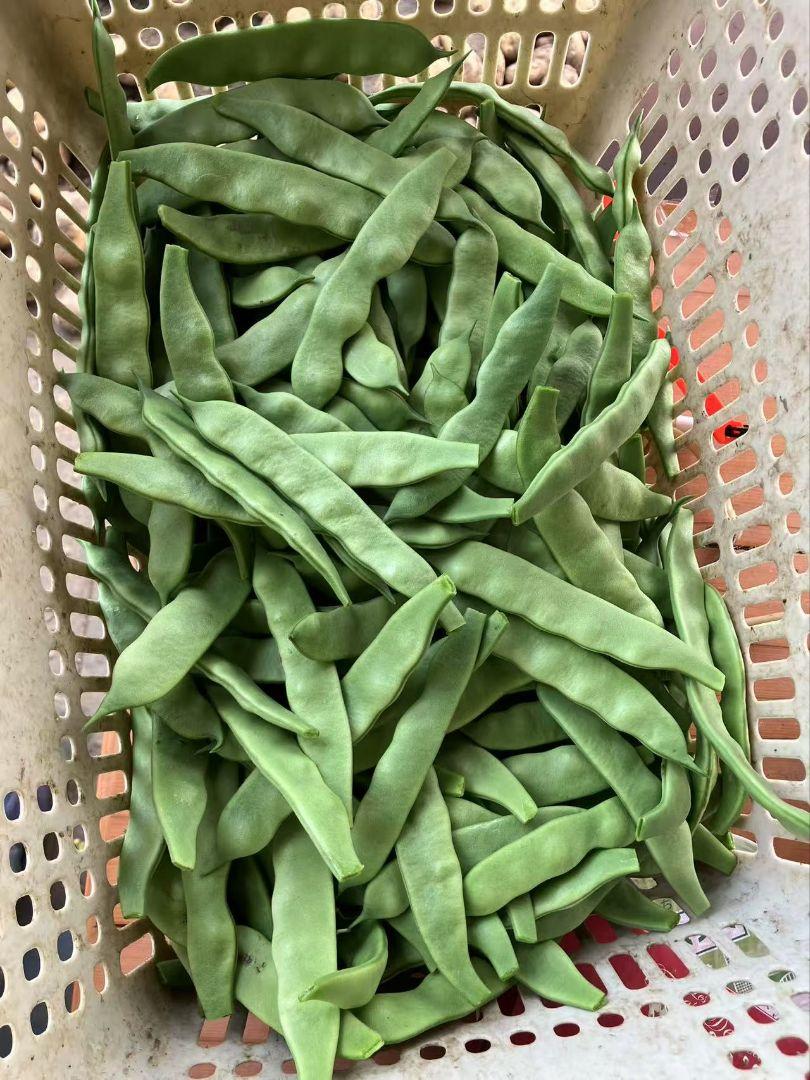 油豆角5公斤
