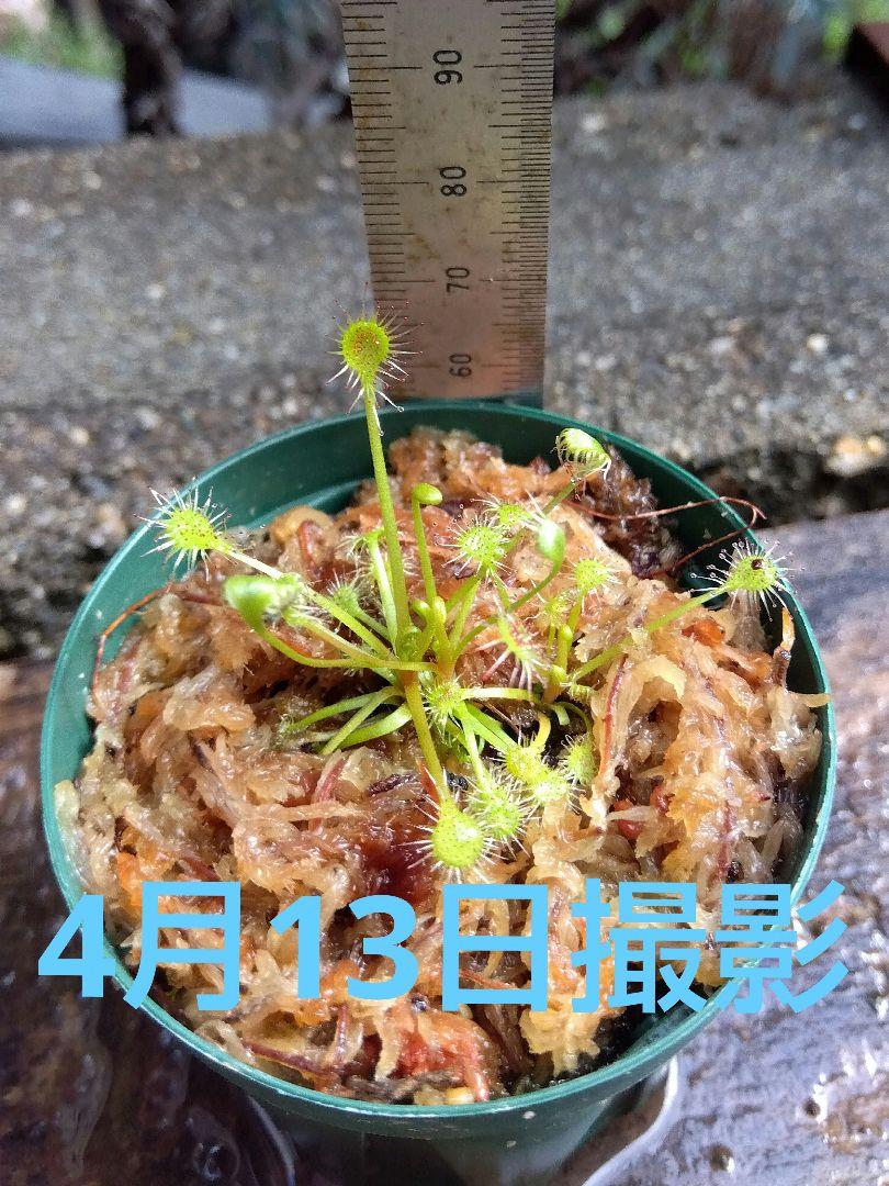 食虫植物　ドロセラ　べレジアナ　ポットごと発送