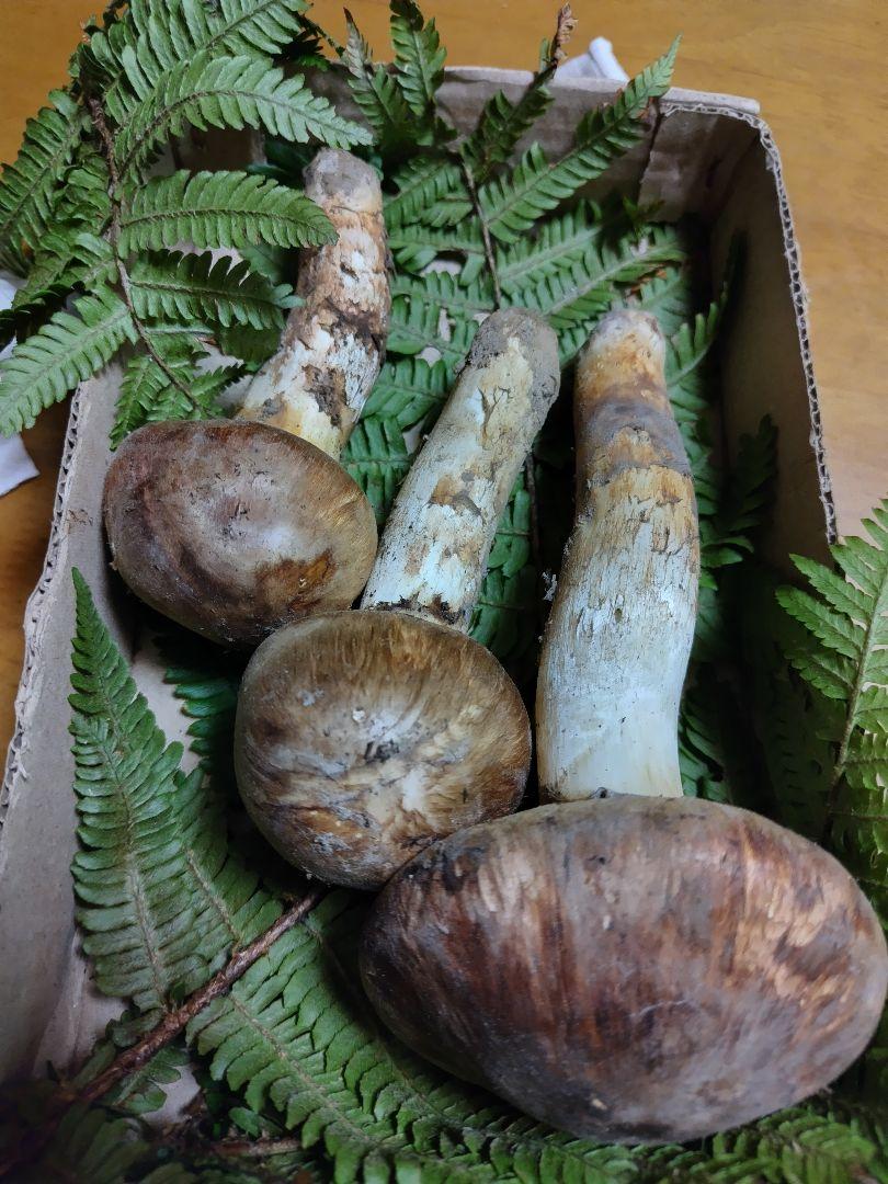 長野県産 松茸 225g 10月14日夕方採りクール便送料無料