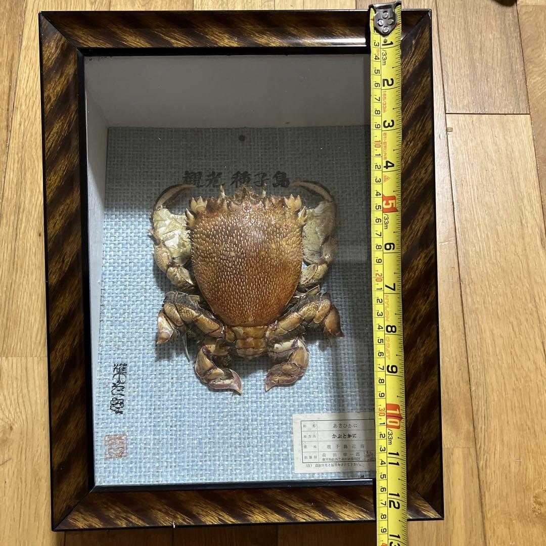 カニの剥製