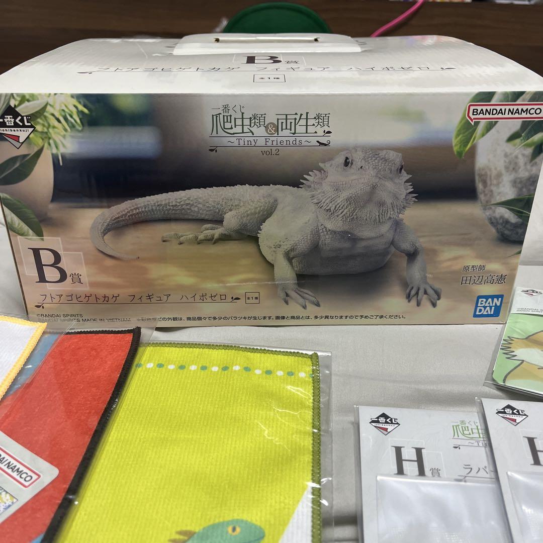 爬虫類一番くじ　フトアゴヒゲトカゲ　セット 楽天市場】フトアゴヒゲトカゲ飼育セット （90cmケージ対応