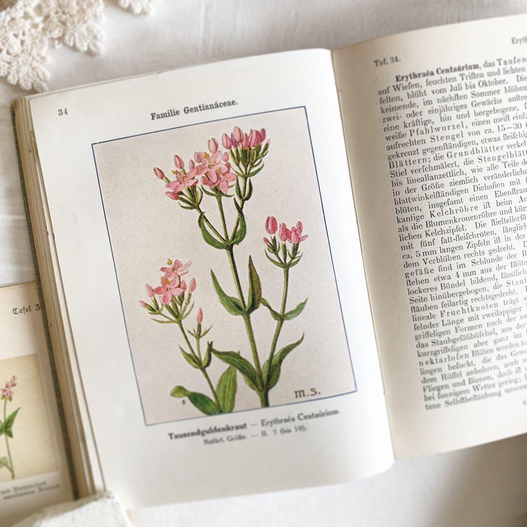 Amazon.co.jp: Herbs ハーブの図鑑 洋書 古書 ヴィンテージ 植物図鑑 : おもちゃ