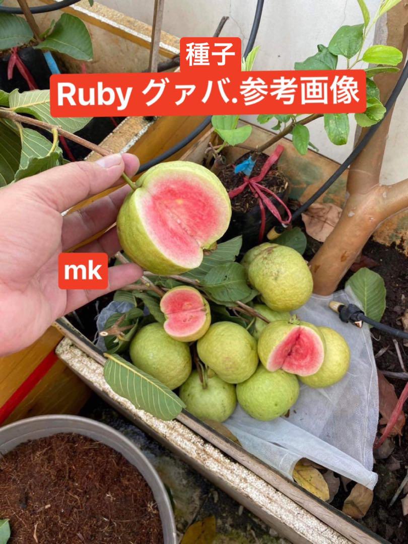 渡辺白鳳　六瓢に雀　真筆証明書付　桐箱付　かわいいスズメと瓢箪　掛け軸　美術品 渡辺白鳳 六瓢に雀 真筆証明書付 桐箱付 かわいいスズメと瓢箪