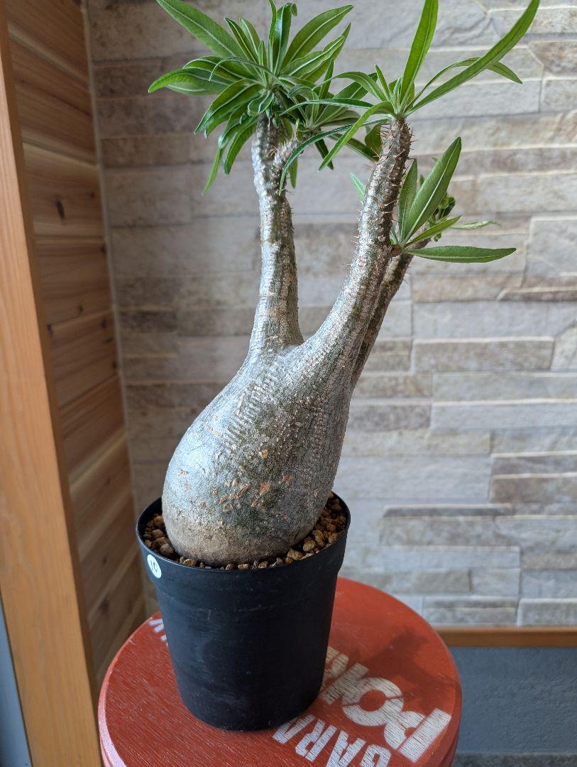 発根済
