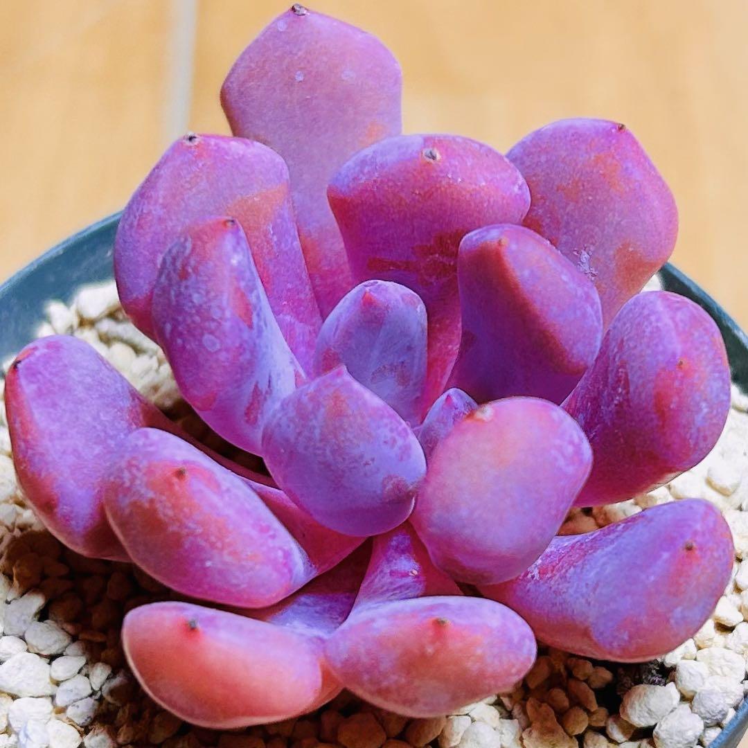 多肉植物 エケベリア❣️キューピット❣️韓国苗育成 抜き苗