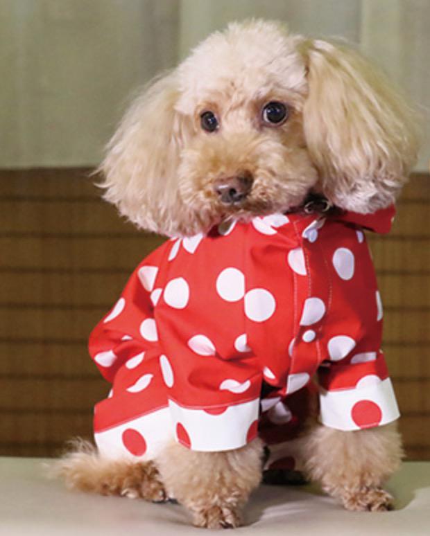 新品 犬服 クークチュール レインコート