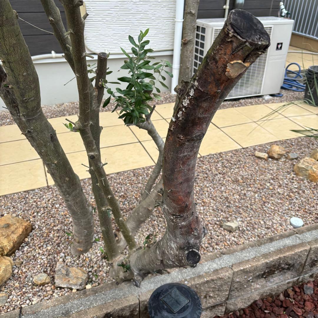 休眠挿しやや傷や汚れあり