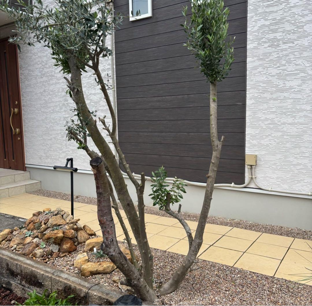 オリーブ 切り枝