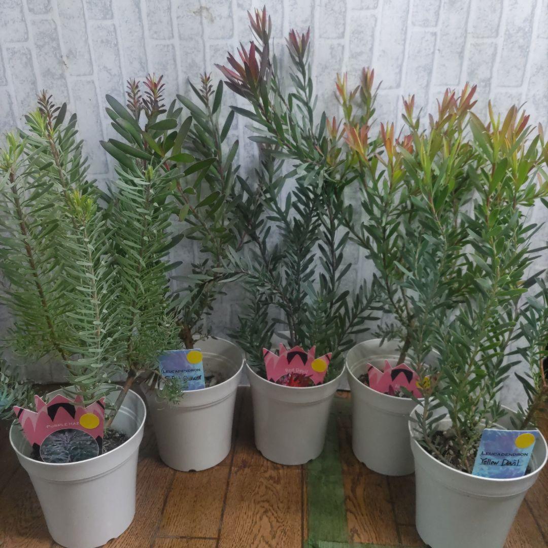 リューカデンドロン