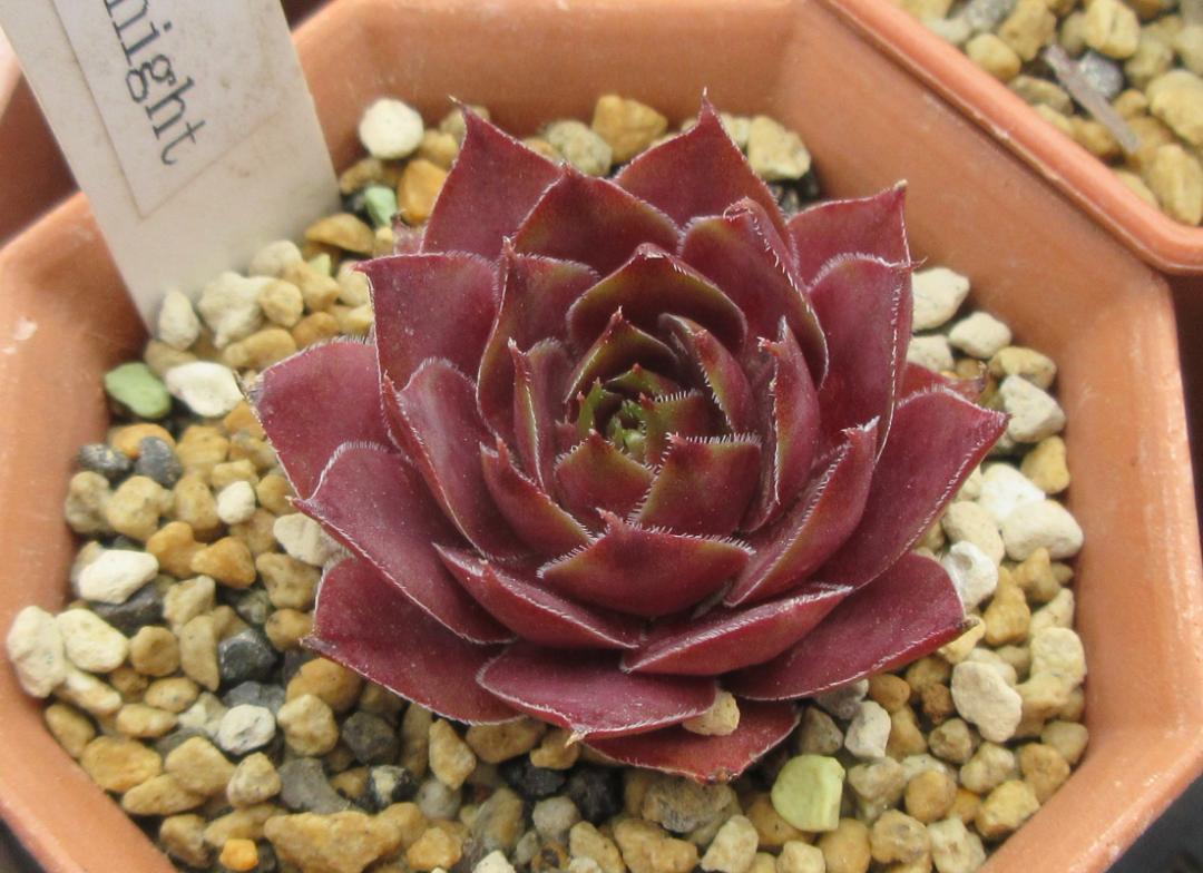 Ｐａｃｉｆｉｃ　Ｋｎｉｇｈｔ　Sempervivum　センペルビブム