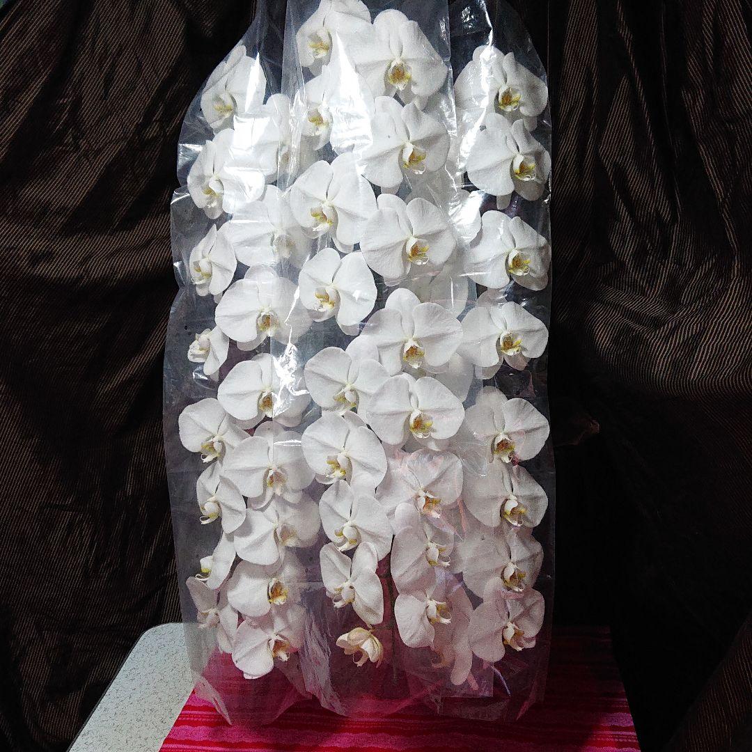 ホワイト系 超ポイント祭 期間限定 スミ様専用 胡蝶蘭 生花 ロング 新品同様 立て札 植物 観葉植物 インテリア 住まい 小物ホワイト系 12 4 Jkkniu Edu
