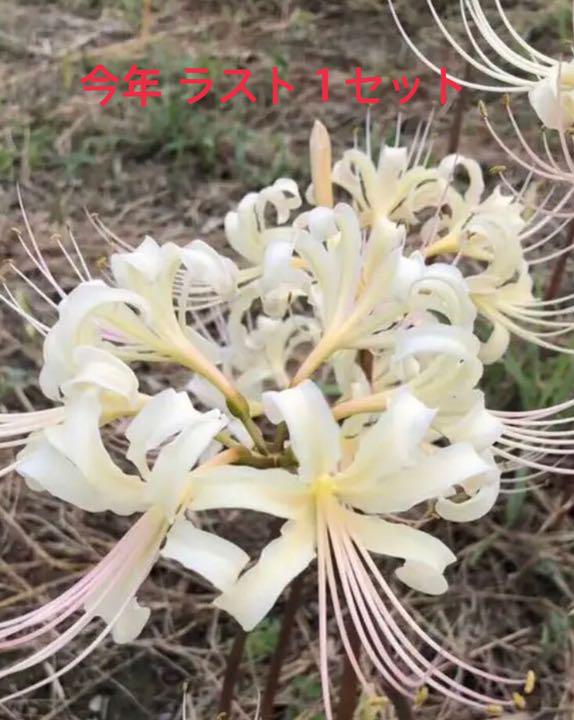 最新 リコリス ピンク 美しいネイルトレンド 最新 リコリス ピンク 美しいネイルトレンド