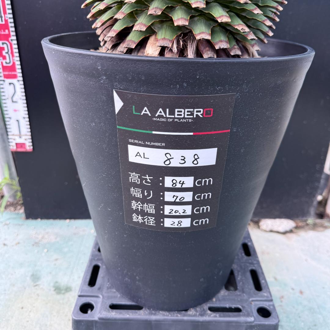 【AL894】ユッカ　ロストラータ 【在庫整理価格】古古ロスト AL834】ユッカ ロストラータ - メルカリ