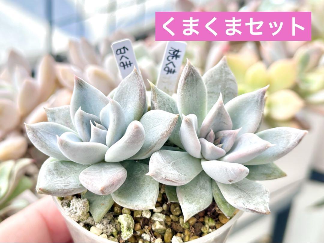 多肉植物【優木園】くまくまセット