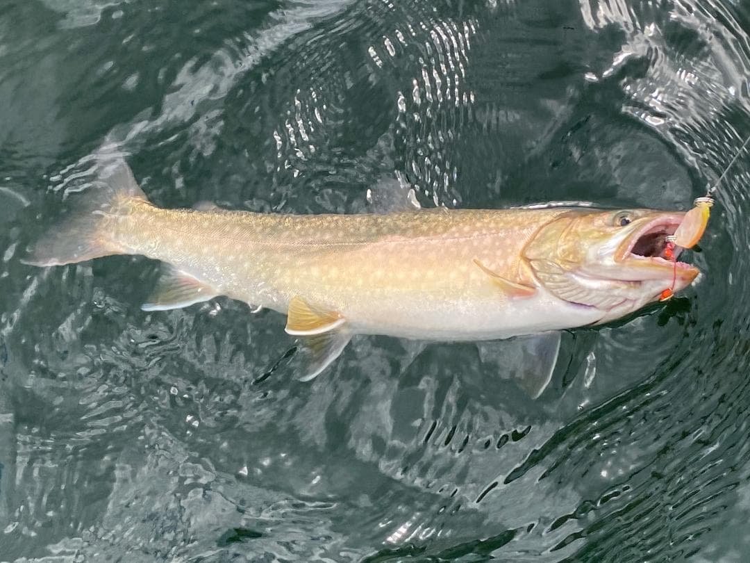 レッドコアSufix83218Lb200YDレイク