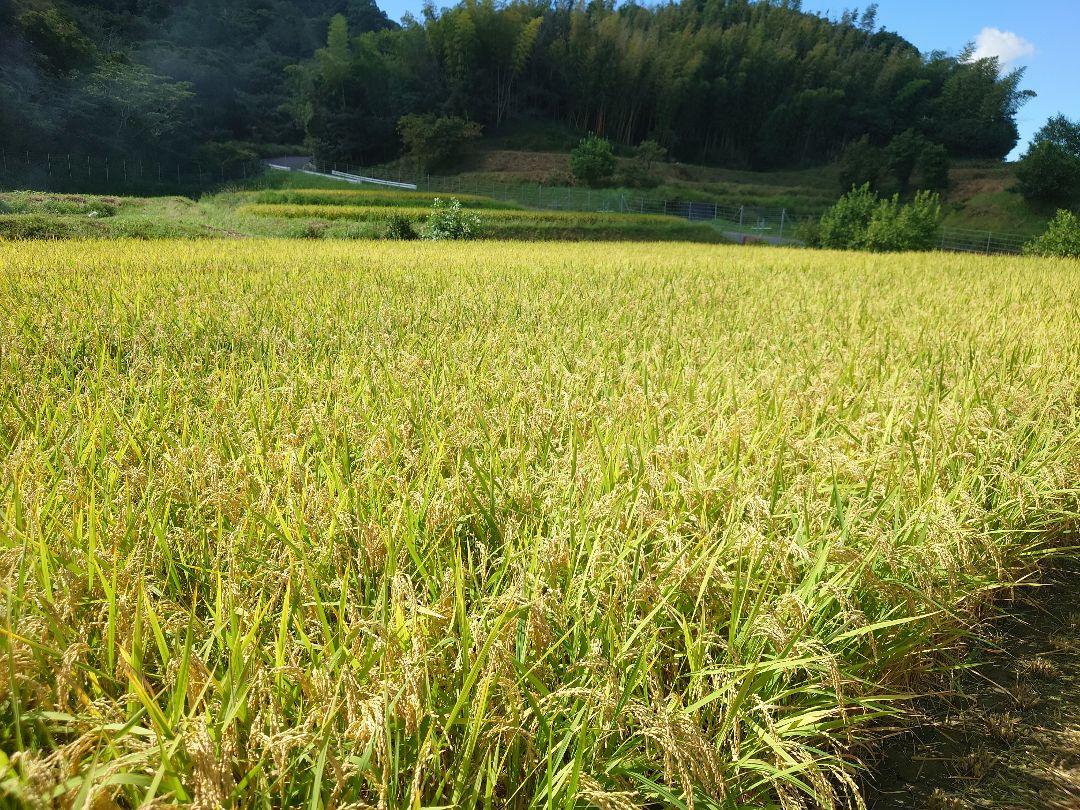 兵庫県南あわじ産　玄米　きぬむすめ　10キロ(袋込み)
