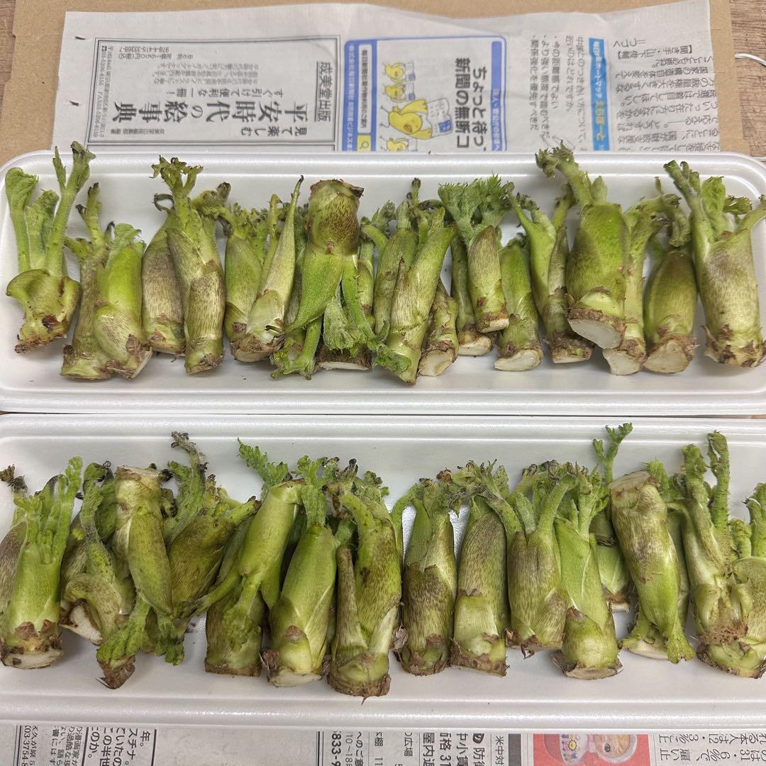 専用 タラの芽 3セット分
