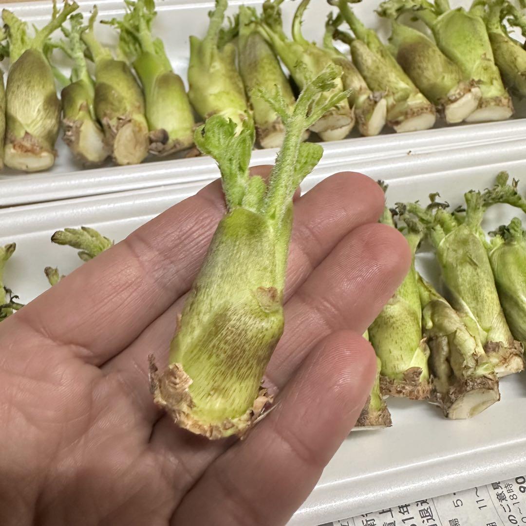 専用 タラの芽 3セット分