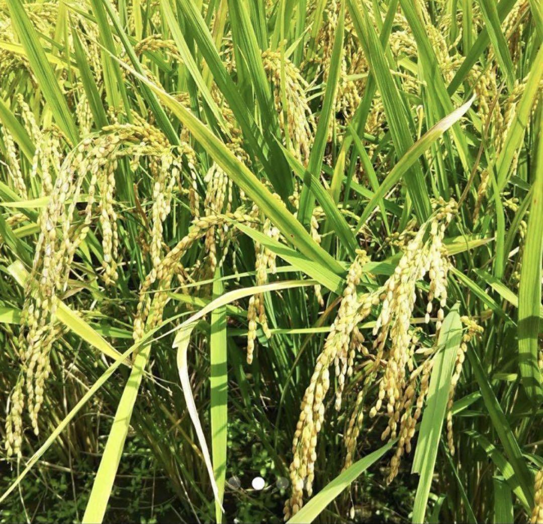令和6年新米　大分県産ヒノヒカリお米20㎏キロ（精米後18キロお米10キロ㎏×2