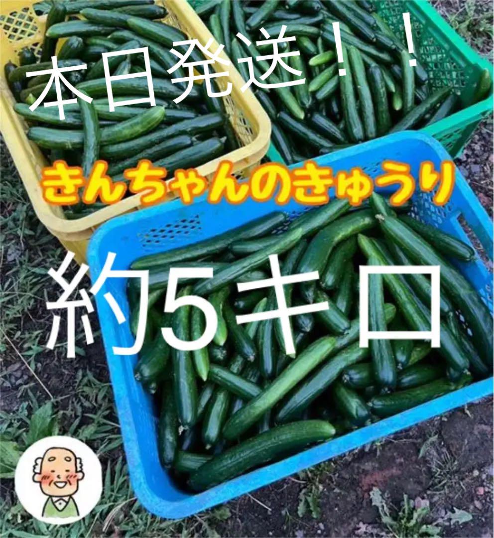 長野県産 きゅうり 露地栽培 本日発送!!訳あり約5キロ - メルカリ 長野県産 きゅうり 露地栽培 本日発送!!訳あり約5キロ - メルカリ