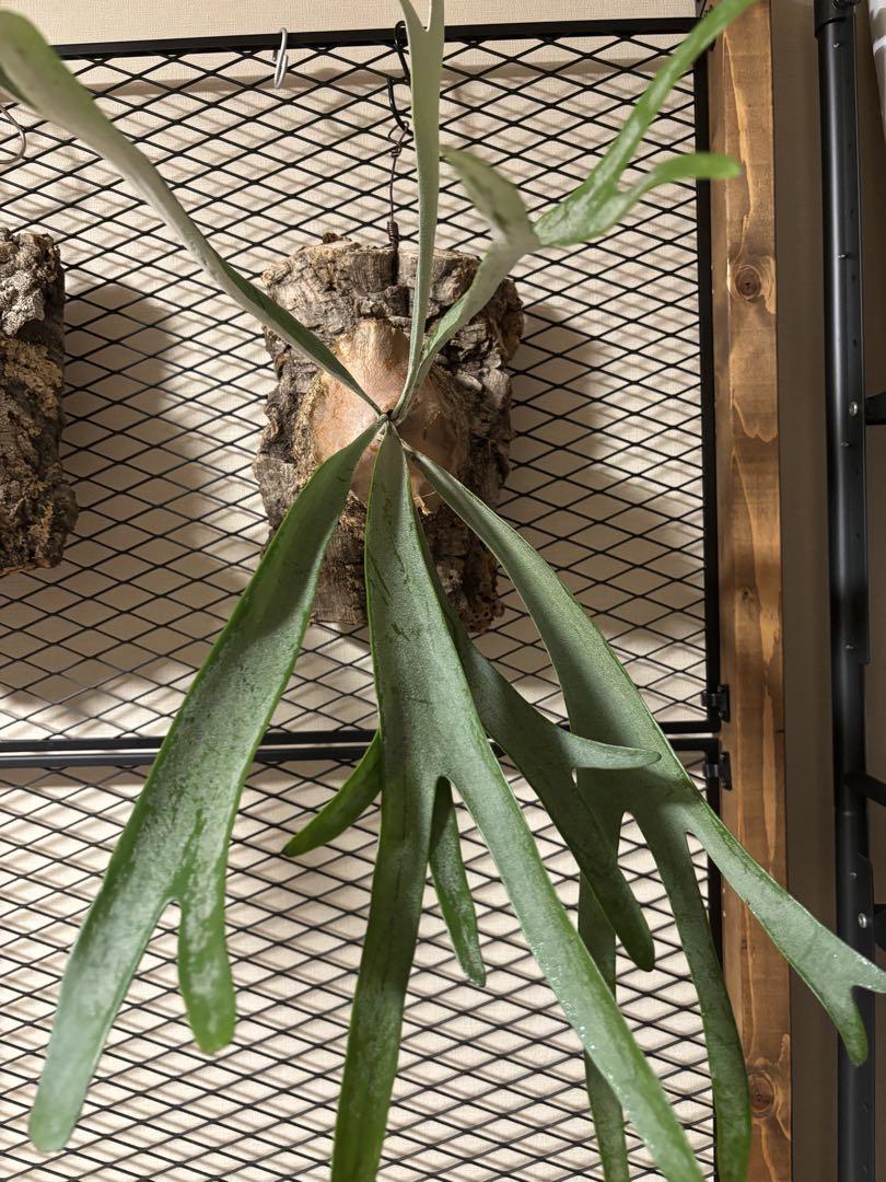 ビカクシダ　ベイチー　コルク付け　長いリーフ状 植物