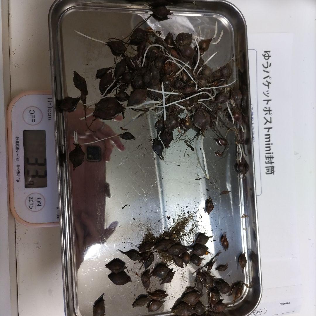 オキザリス ラベンダー色 球根 30グラム以上 桃色たんぽぽ傷や汚れあり YUZUMIYA_COM