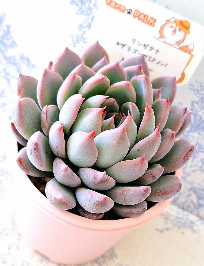 リンゼアナ×ザラゴーサspノバ札付きポットごとメルカリ便ファーム リンゼアナ×ザラゴーサspノバ札付きポットごとメルカリ便ファーム