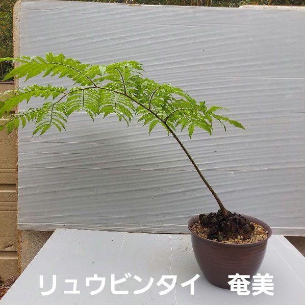 亜熱帯のシダ　リュウビンタイ　奄美大島産　②